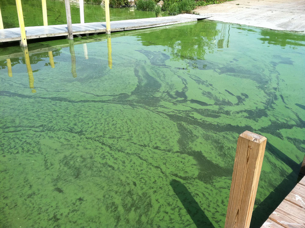 Harmful Algae Bloom
