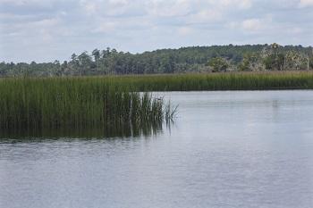 Salt Marsh Resized.jpg