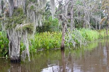 Swampy River resized.jpg