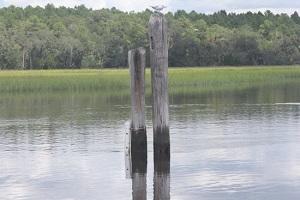 Georgia Water Quality Standards WQS pic2.jpg