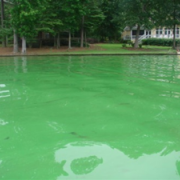 Harmful Algal Blooms large_Oconee_0.png